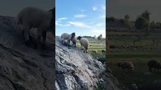 Amazing shepherd sheeps plateau life #amazing #travel #nomadiclife #nomadic #sheep #shorts
