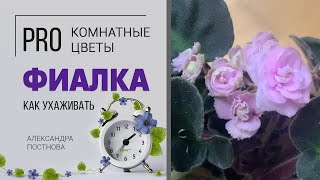 Фиалка - нежный цветок, уживающийся не со всеми. Тот случай, когда энергетика имеет значение.