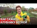 Как сажать клубнику весной