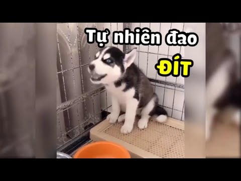 Video Khi Thú Cưng Biết Nói Chuyện - Bạn Sẽ Làm Gì ? - youtube