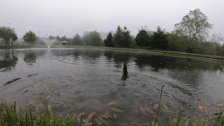 Patricia Allyn Park Bass 2