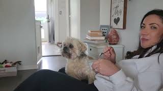 Dog Wants Ice Cream by Gracie Yorkie Puppy Dog 228 views 11 months ago 1 minute, 18 seconds