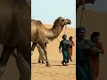अरबली बचाओ 🌍 रेगिस्तान भी प्रदूषण से मर रहा है #ArabDesertBachao #SaveArabDesert