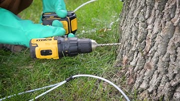 Proper Drill Technique for Tree Injection