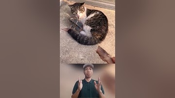 Giải cứu mèo bị sập bẫy vào chân#short