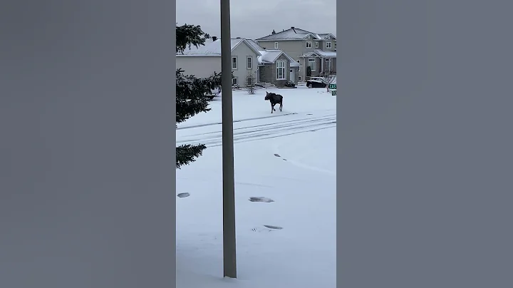 Living in nature--Moose on the Loose in Timmins, O...