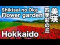 美瑛 花畑 四季彩の丘  ラベンダー  北海道 Flower garden hill of SHIKISAI 富良野観光 美瑛観光 ディスカバーニッポンHokkaido 花の名所  lavender