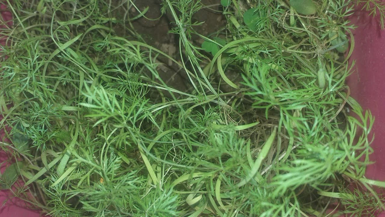 اوعي تشتري تاني بعد 20 يوم هتاكليه خضره الشبت