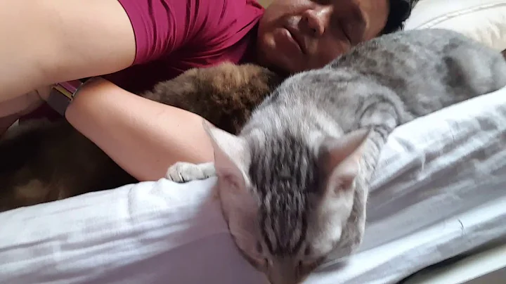 Watch the video about Snuggle with my Norwegian Cat while the Egyptian Mau got jealous
