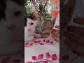chhoti moti khushiyan