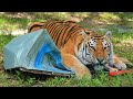 Big Cat Give Day Thanks