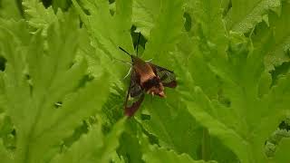Hummingbird Clearwing Moth DSCN1477