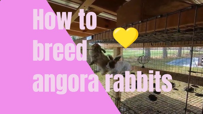 🧶🥢How to knit with Eyelash yarn to give that Angora Rabbit effect