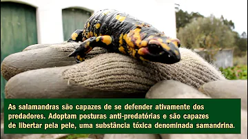 Quanto tempo uma salamandra de caverna fica sem se mexer?