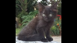 TOPs SPS2 Tobi the black kitten catching his tail by Strange Universe 51 views 4 years ago 23 seconds