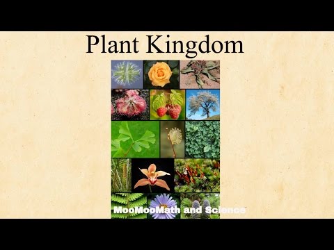 Which kingdom do plants belong?
