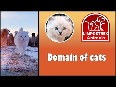 The Domain Of Cats Shorts