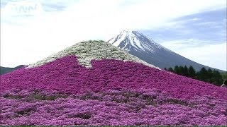 大雪乗り越え開花　80万株の芝桜が見ごろ　山梨(14/05/17)