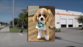 Dog day care owner arrested following 'significant incident' of animal cruelty