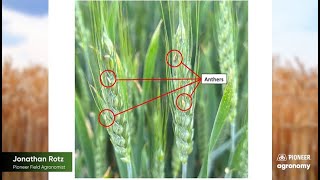 Managing Head Scab in Wheat