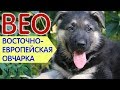 ВОСТОЧНОЕВРОПЕЙСКАЯ ОВЧАРКА (ВЕО) – они сражались за Родину! Мифы и реальность, история...