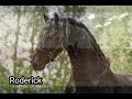 Riding of roderick   sired by willem 508 sport x bartele 472 sport