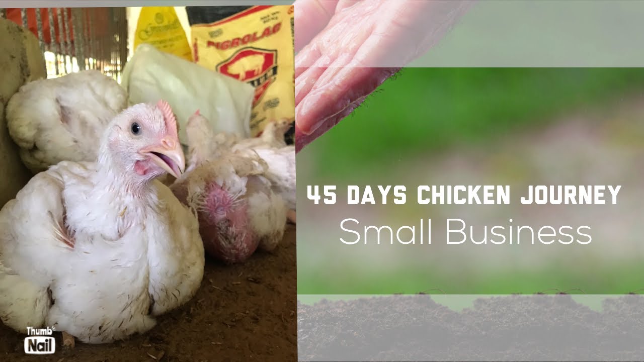 45 days chicken business plan in hindi