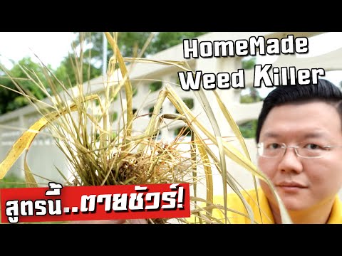 ตายชัวร์ใน 1 วัน สูตร "ยาฆ่าหญ้า" แรง! แต่ปลอดภัย  Homemade Herbicide : Daddy&rsquo;s Tips