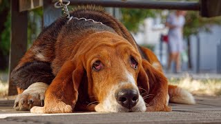 How to Train Your Bloodhound: Basic Commands Explained