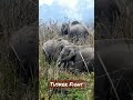 Breathless Fight Of Two Tuskers
