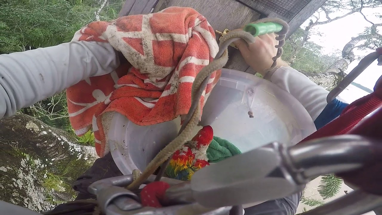 Tree Climb and Macaw Chick Extraction from the Ceiba Tree Nest