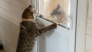 BOBCAT LUNA LEFT THE ROOM FOR THE FIRST TIME / Lynxes wanted petting / Bobcat Rufus got upgrade