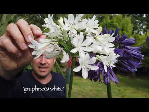 Video: Agapanthus (41 լուսանկար). Տնկման կանոններ, ծաղկի խնամք բաց դաշտում: Ագապանտուսի անձրևանոցի և բույսերի այլ տեսակների նկարագրություն