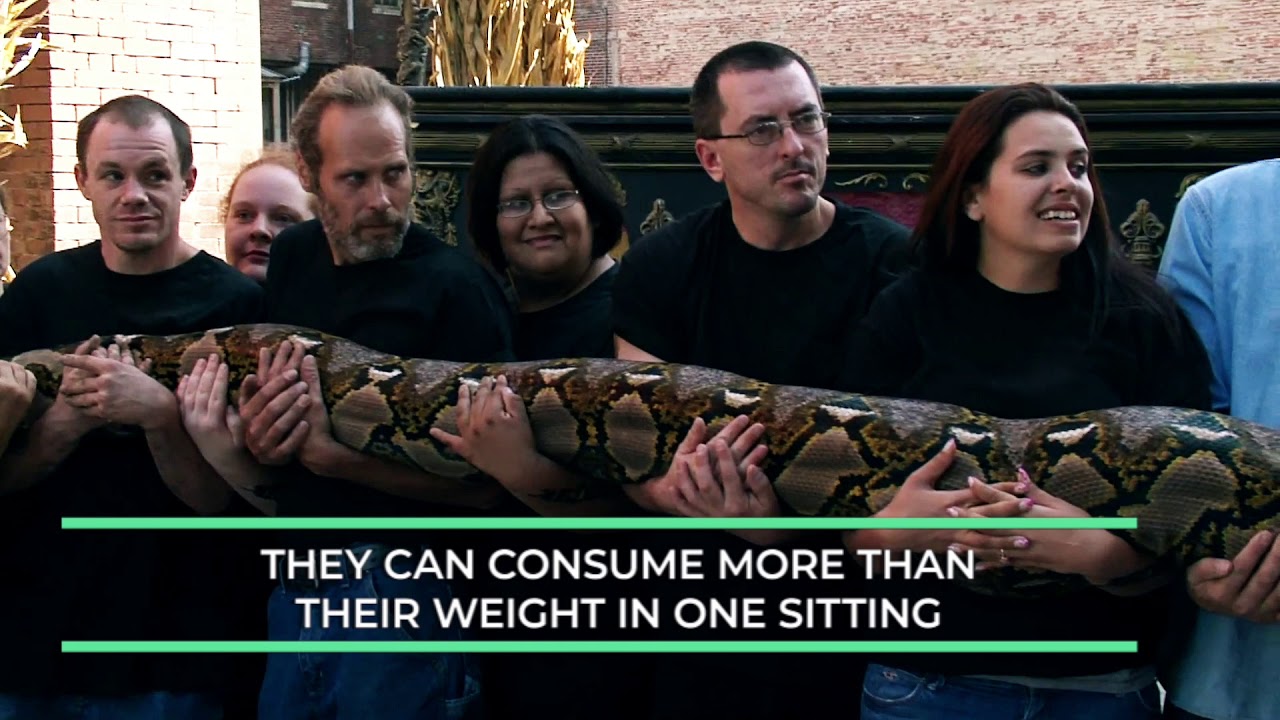 Record snake world longest Reticulated python