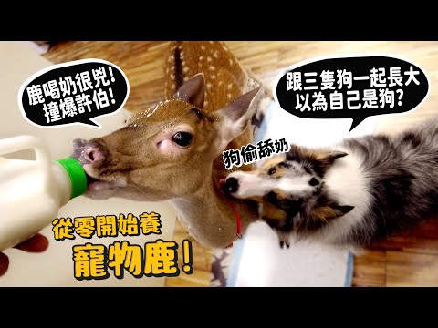 【從零開始養】寵物鹿!鹿喝奶很兇!撞爆許伯!跟三隻狗一起長大!以為自己是狗?鹿咬人像惡婆婆虐待媳婦?梅花鹿!【許伯簡芝】deer