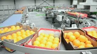 AVT Mango Sorting Machine