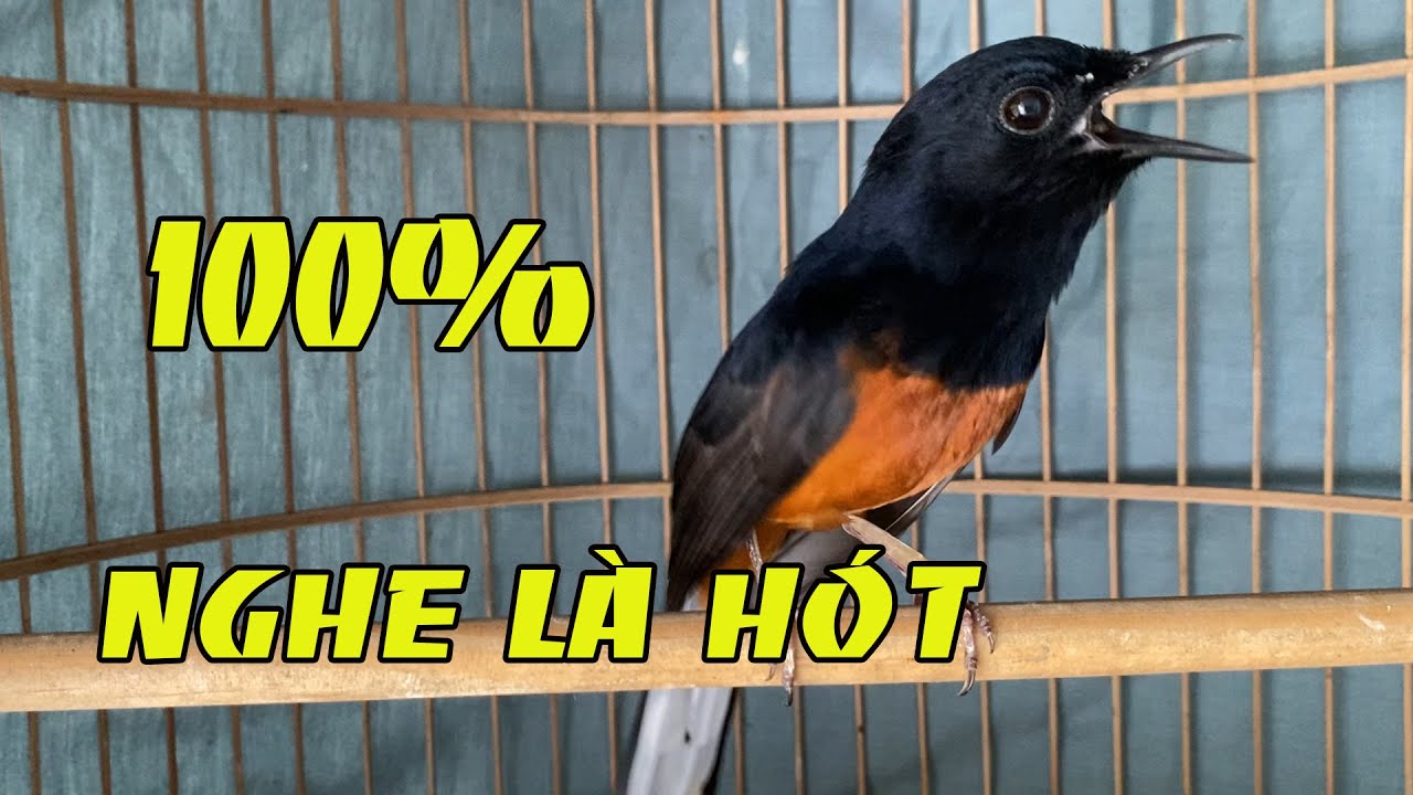 Luyện giọng chích chòe lửa hót giọng rừng /Choè lửa hót kích bổi lên lửa/choè lửa kéo thuốc lào hay