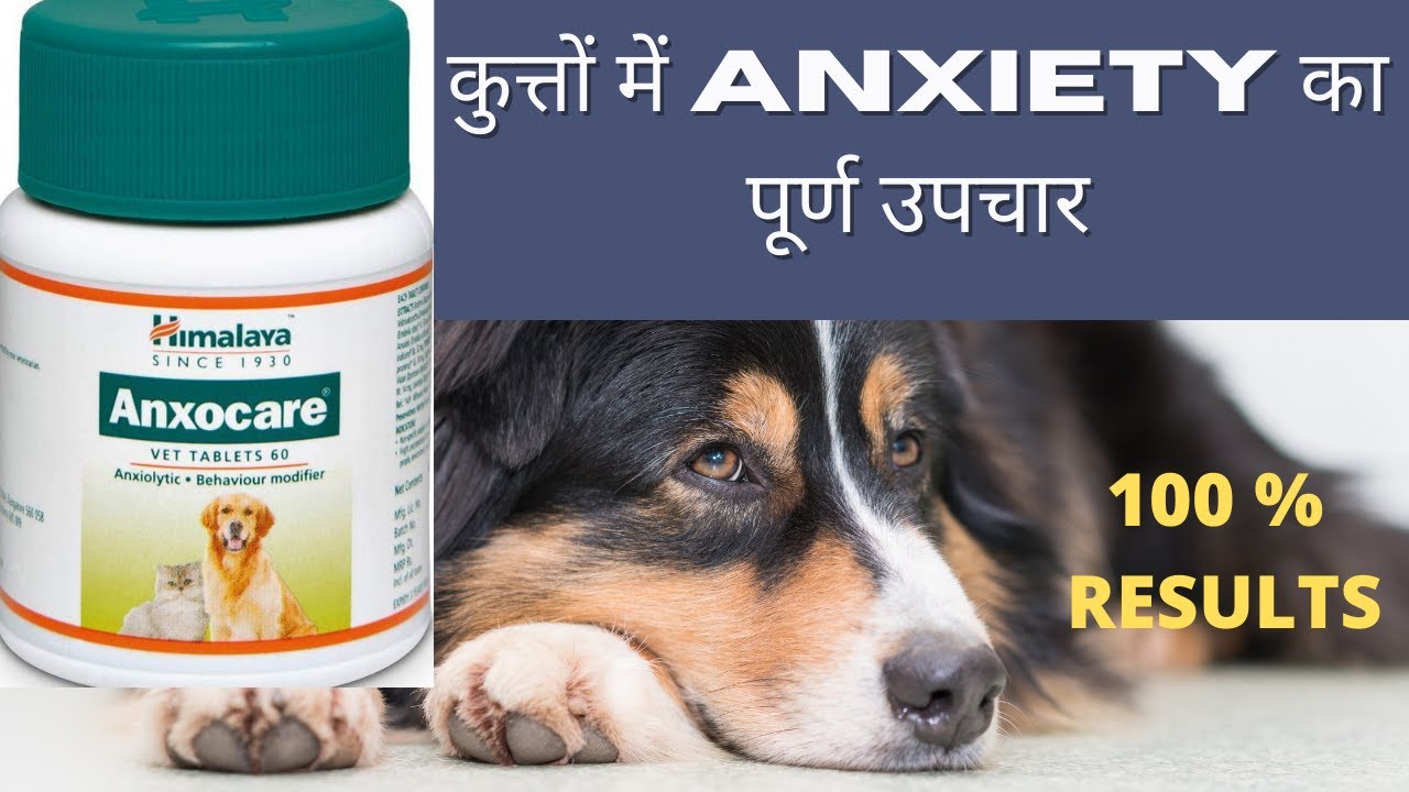 Best formula for aggression, anxiety in dogs कुत्तों में चिंता का