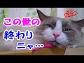 叱られたと勘違い やさぐれる猫コハク君 Ragdoll Cat Kohaku