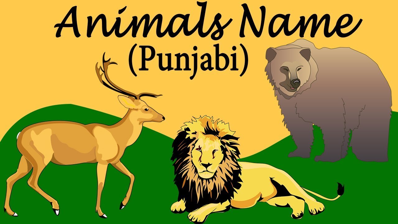 Punjabi Animals Name For Beginners | Matra & Vowels Learning | Pronounce  The Words Catrack Kids - YouTube