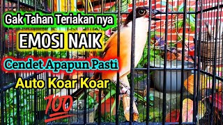 Cendet Gil4  Narung  Isian pancingan Cendet Agar Bunyi Ampuh Jadikan Burung Pentet Gacor Emosi