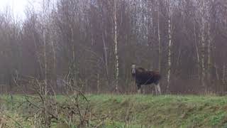 Охота Лося На Лайку