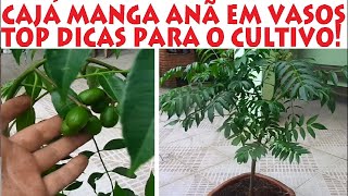 Cajá Manga Anã – Como Cuidar e Plantar Até em Vasos em Casa