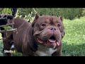 اقوي كلب امريكان بولي في مصر (American bully)