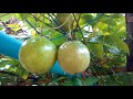 Passion Fruit Satun Thailand mp3