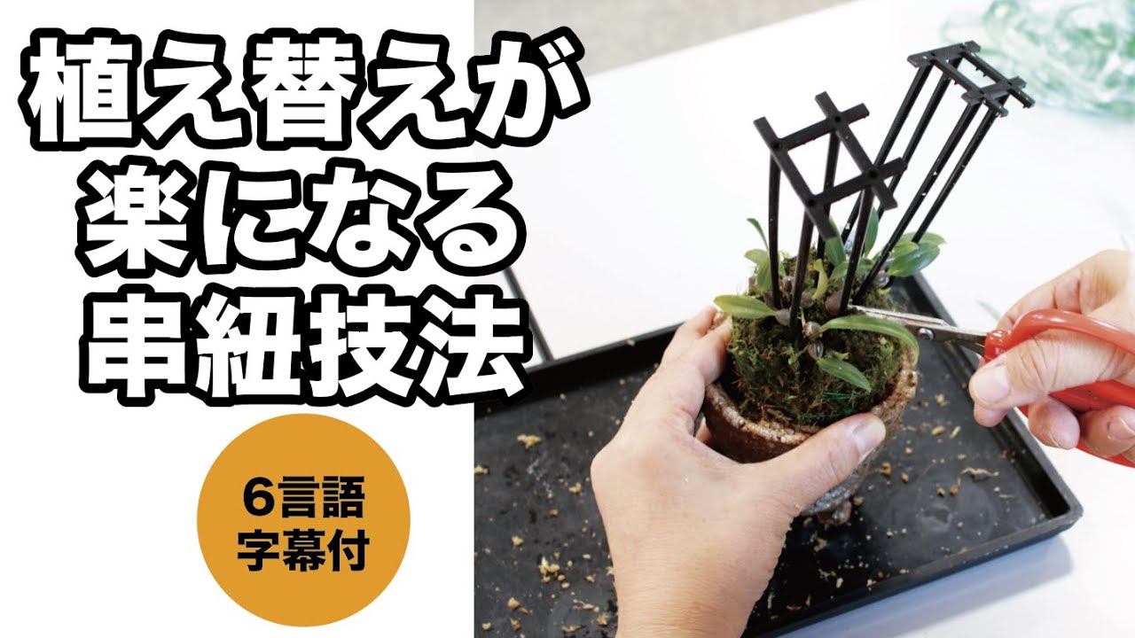 園芸JAPAN】ミヤマムギランの植え替え「串紐技法」 - YouTube
