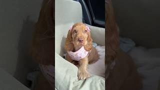 Pov Your Puppy Is A Disney Princess