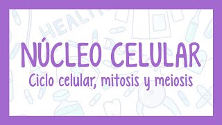 NÚCLEO CELULAR, CICLO CELULAR, MITOSIS Y MEIOSIS | !Fácil explicación! (Histología)