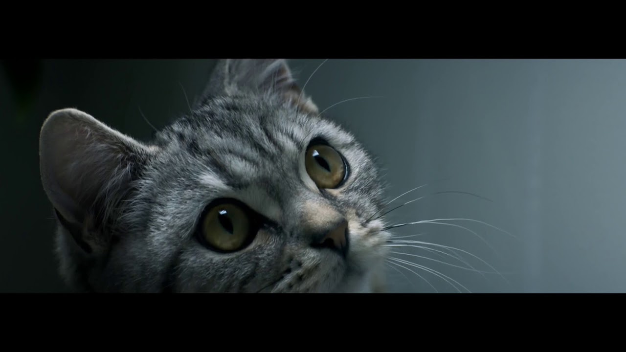 Whiskas Publicidad 2017 YouTube