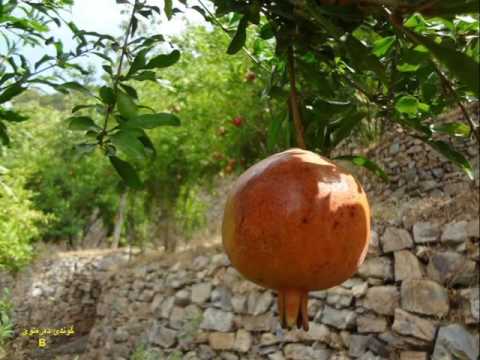 حه سه ن ده رزى مقامی دێم و دێم